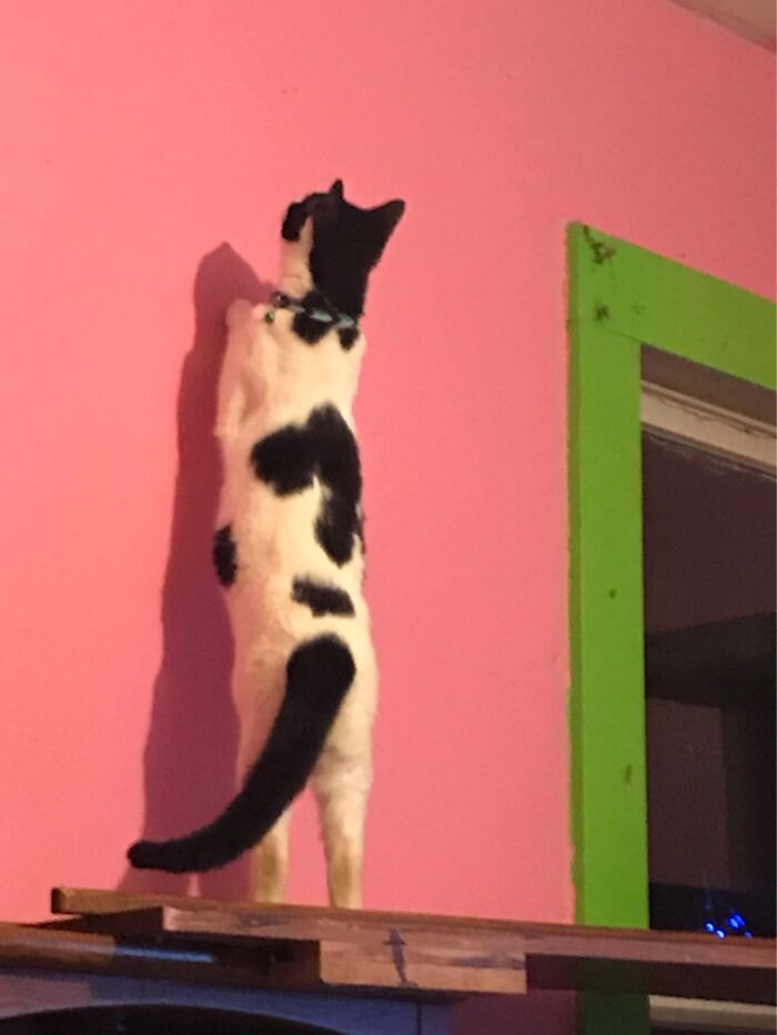 Hey Pandas, Show Me Your Pet (Closed) Hey Pandas, Show Me Your Pet (Closed)