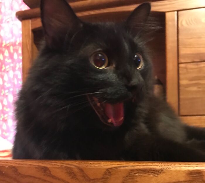 Hey Pandas, Show Me Your Pet (Closed) Hey Pandas, Show Me Your Pet (Closed)