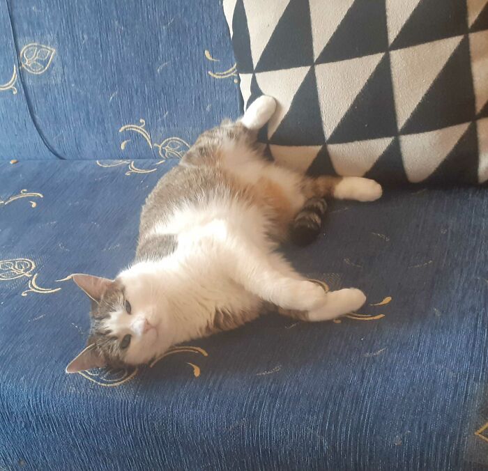 Hey Pandas, Show Me Your Pet (Closed) Hey Pandas, Show Me Your Pet (Closed)