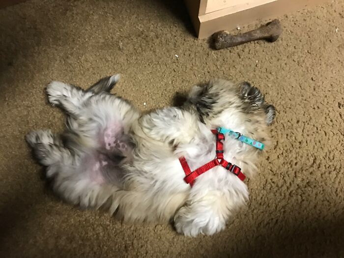 Hey Pandas, Show Me Your Pet (Closed)