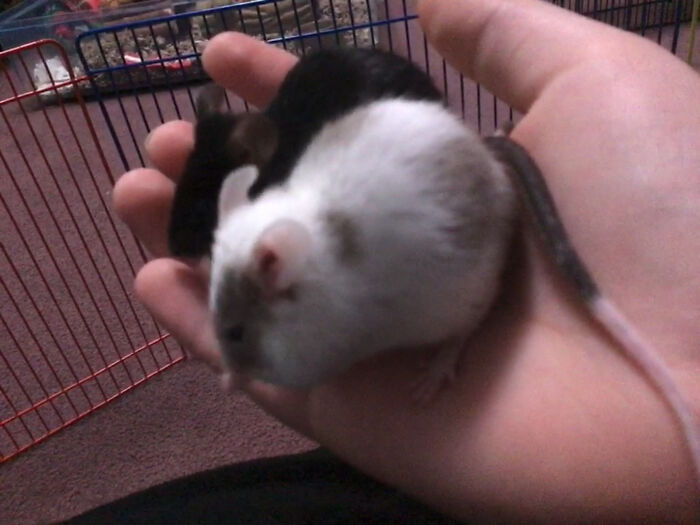 Hey Pandas, Show Me Your Pet (Closed)