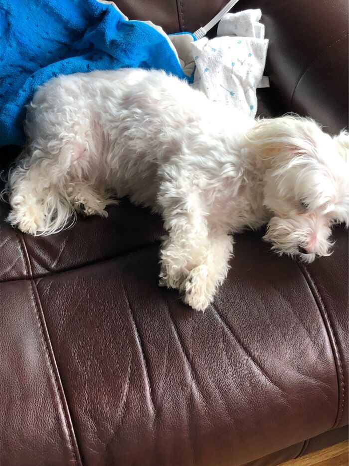 Hey Pandas, Show Me Your Pet (Closed)