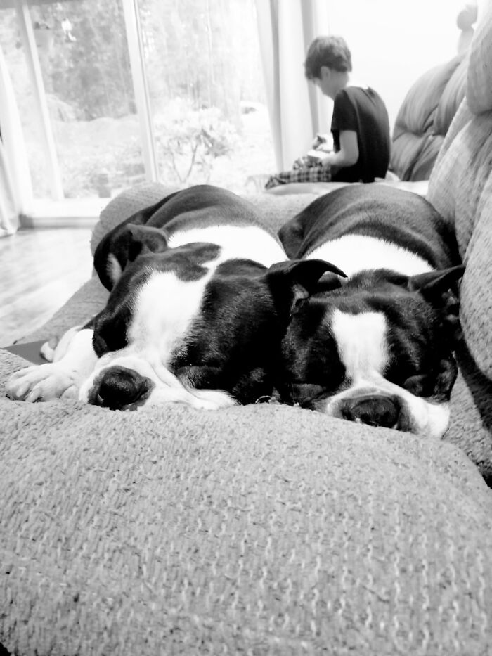 Hey Pandas, Show Me Your Pet (Closed)