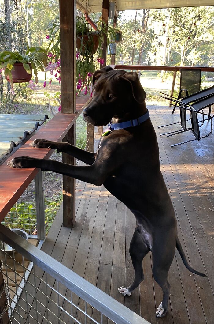 Hey Pandas, Show Me Your Pet (Closed)