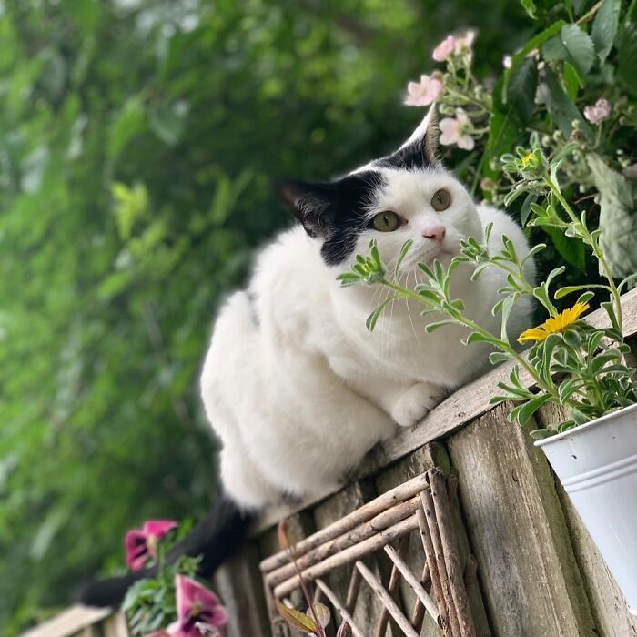 Hey Pandas, Show Me Your Pet (Closed) Hey Pandas, Show Me Your Pet (Closed)