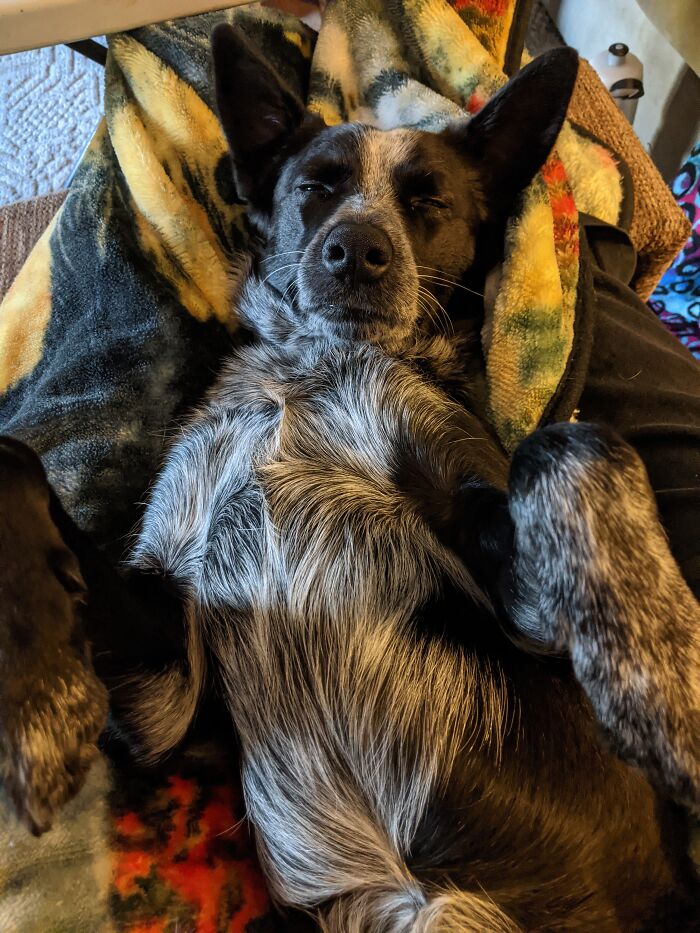 Hey Pandas, Show Me Your Pet (Closed) Hey Pandas, Show Me Your Pet (Closed)