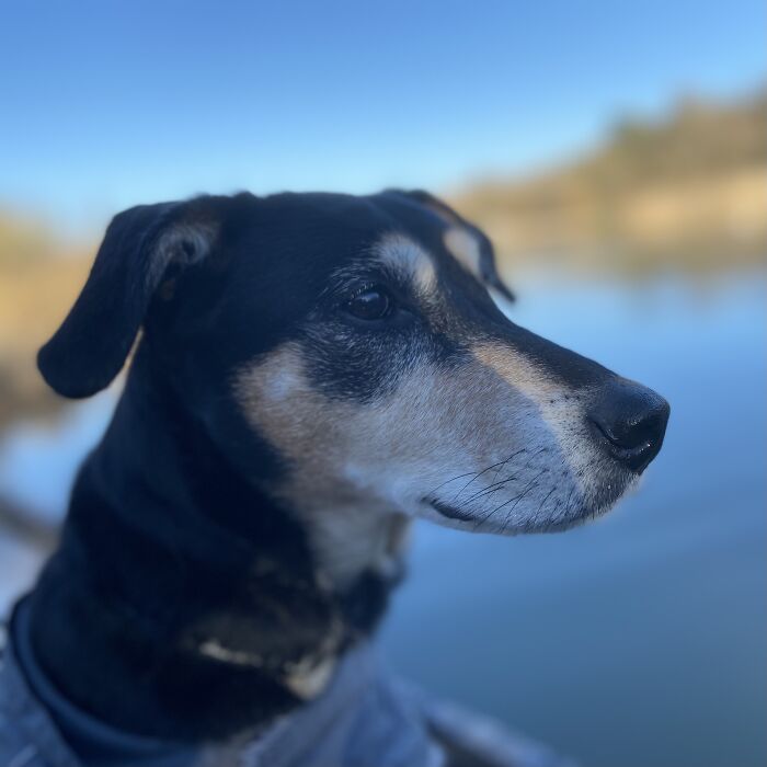 Hey Pandas, Show Me Your Pet (Closed)