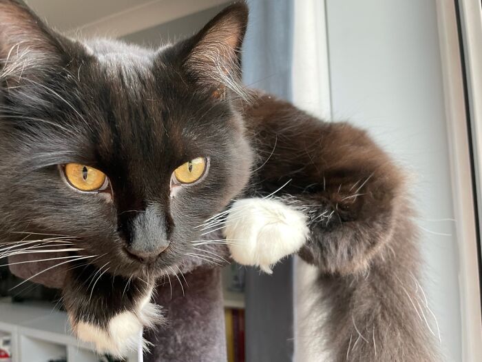 Hey Pandas, Show Me Your Pet (Closed)