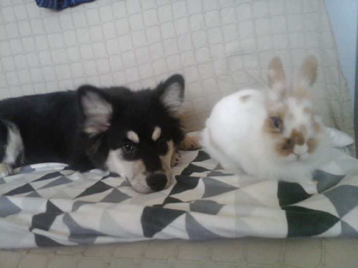 Hey Pandas, Show Me Your Pet (Closed) Hey Pandas, Show Me Your Pet (Closed)