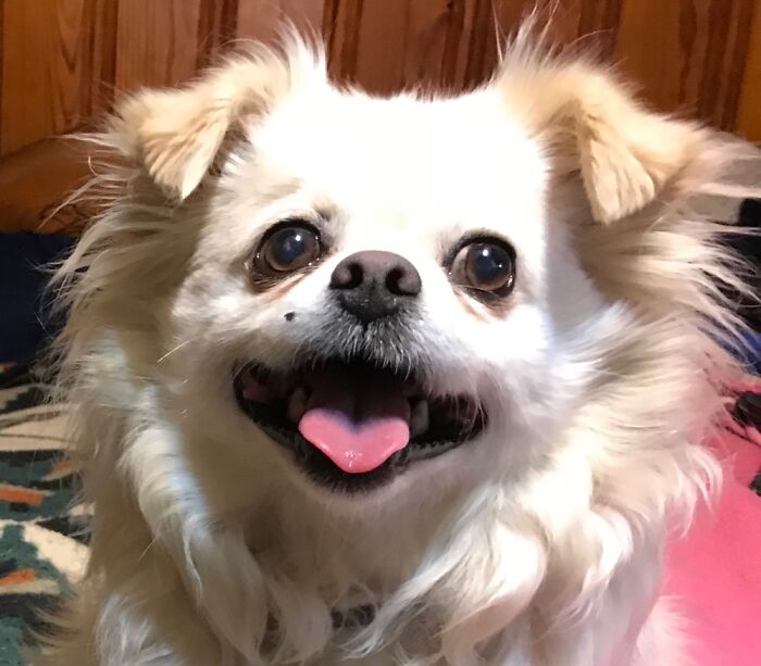 Hey Pandas, Show Me Your Pet (Closed)