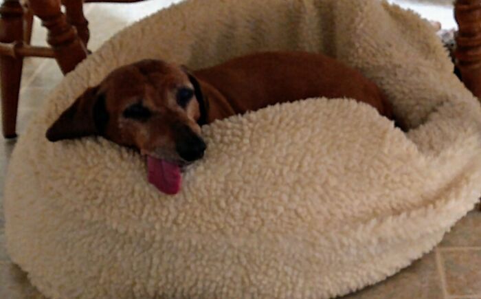 Hey Pandas, Show Me Your Pet (Closed) Hey Pandas, Show Me Your Pet (Closed)