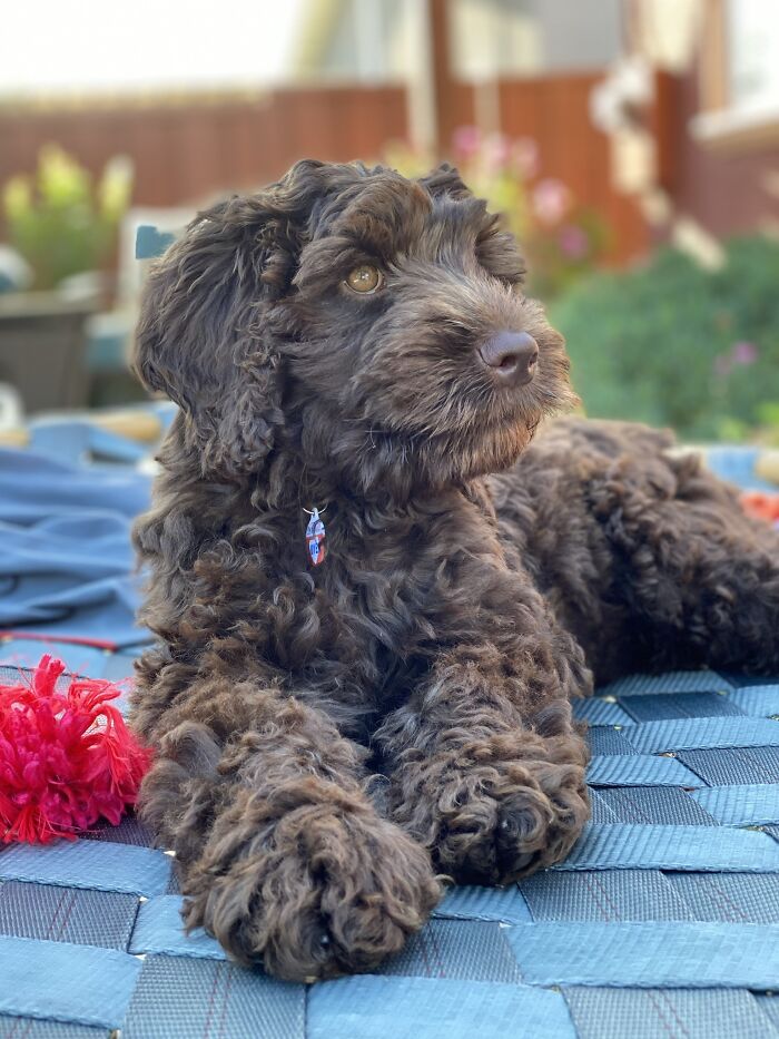 Hey Pandas, Show Me Your Pet (Closed)