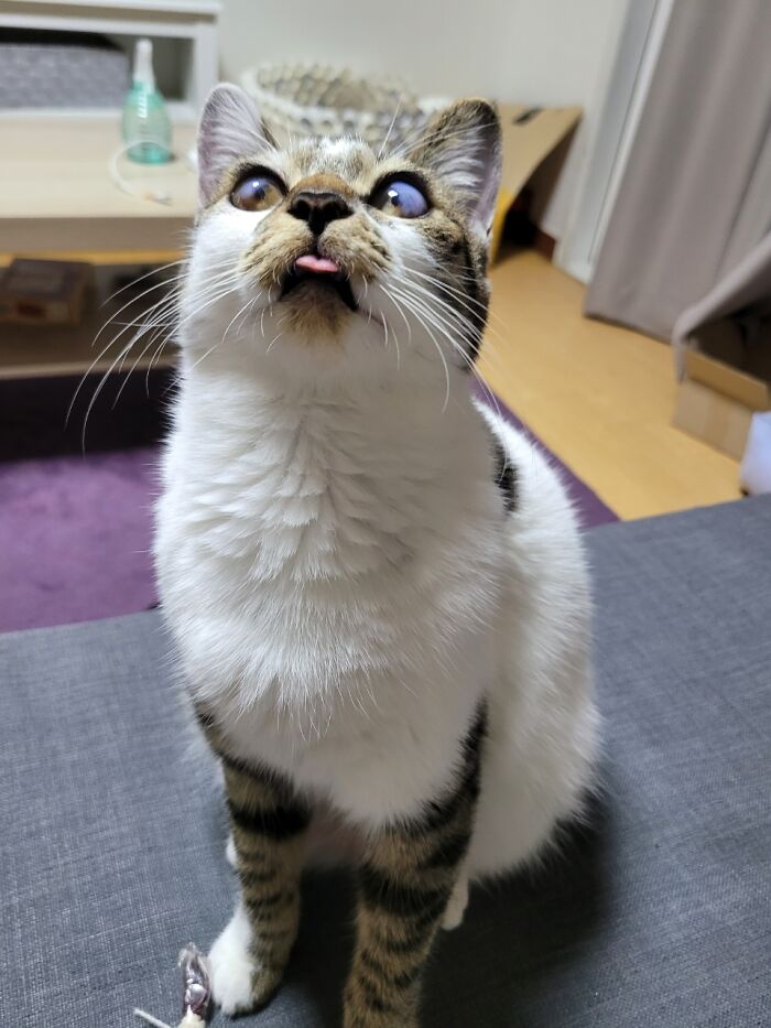 Hey Pandas, Show Me Your Pet (Closed)