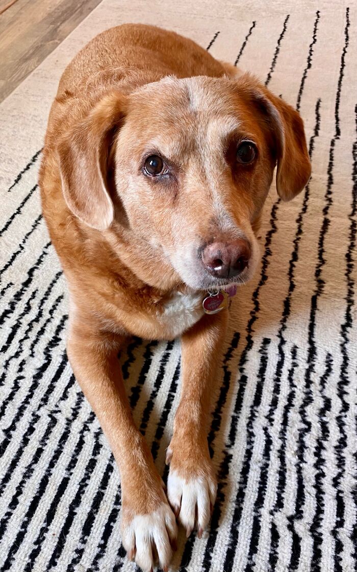 Hey Pandas, Show Me Your Pet (Closed) Hey Pandas, Show Me Your Pet (Closed)