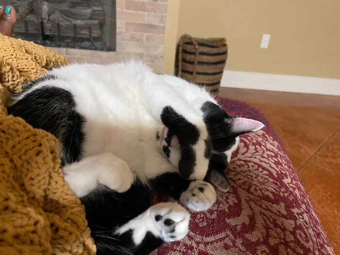 Hey Pandas, Show Me Your Pet (Closed) Hey Pandas, Show Me Your Pet (Closed)