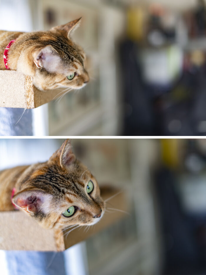 Hey Pandas, Show Me Your Pet (Closed)