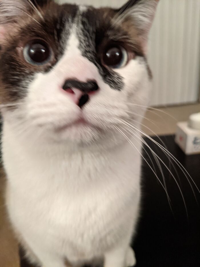 Hey Pandas, Show Me Your Pet (Closed) Hey Pandas, Show Me Your Pet (Closed)