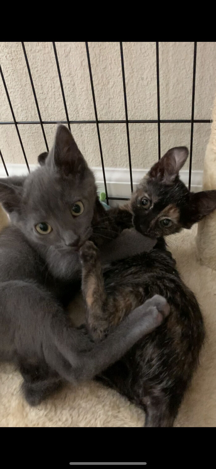 Hey Pandas, Show Me Your Pet (Closed)