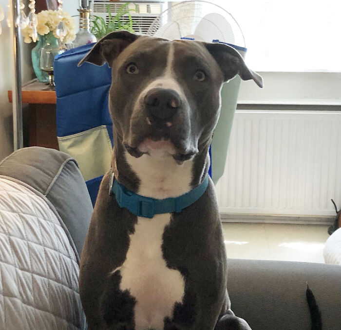 Hey Pandas, Show Me Your Pet (Closed) Hey Pandas, Show Me Your Pet (Closed)