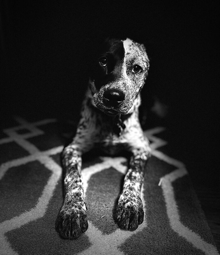 Hey Pandas, Show Me Your Pet (Closed)