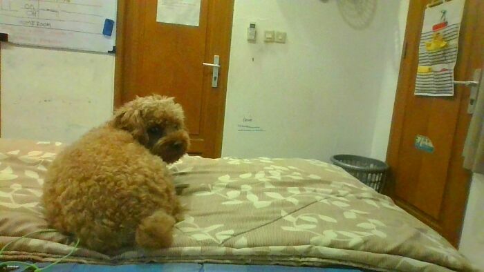 Hey Pandas, Show Me Your Pet (Closed)