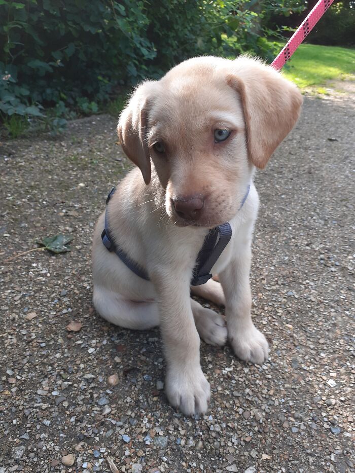 Hey Pandas, Show Me Your Pet (Closed) Hey Pandas, Show Me Your Pet (Closed)