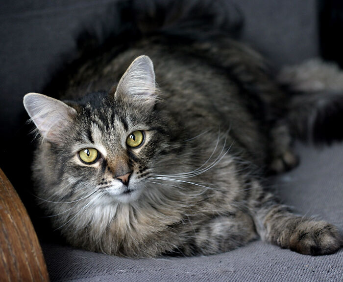 Hey Pandas, Show Me Your Pet (Closed)