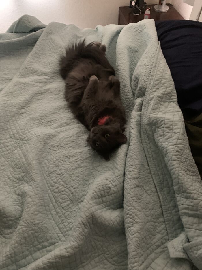 Hey Pandas, Show Me Your Pet (Closed)