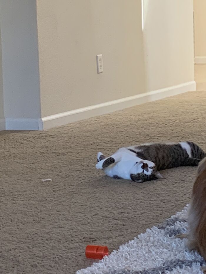 Hey Pandas, Show Me Your Pet (Closed)