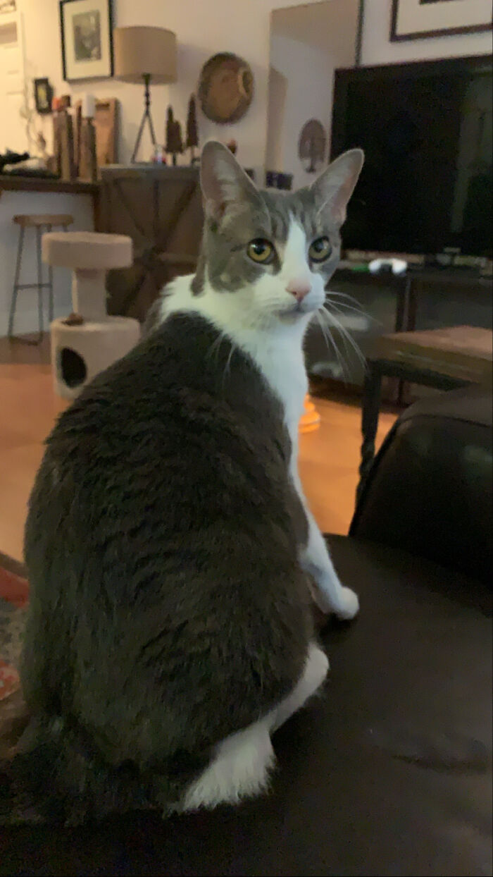 Hey Pandas, Show Me Your Pet (Closed) Hey Pandas, Show Me Your Pet (Closed)