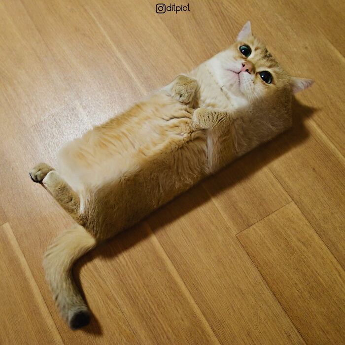 Artist Changes Animals To Be Shaped Like Cubes (24 New Pics) Artist Changes Animals To Be Shaped Like Cubes (24 New Pics)