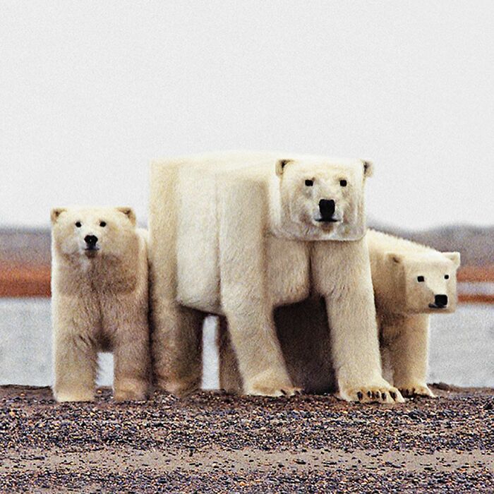 Artist Changes Animals To Be Shaped Like Cubes (24 New Pics) Artist Changes Animals To Be Shaped Like Cubes (24 New Pics)