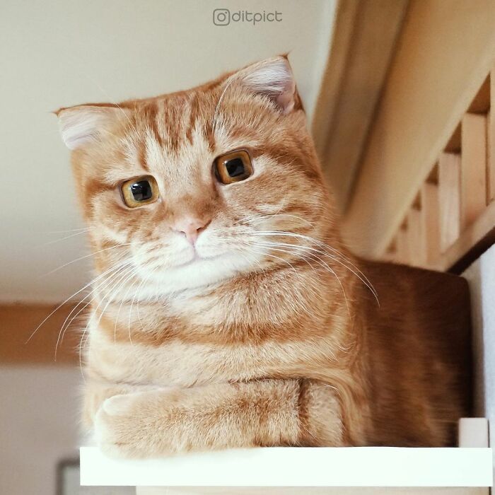 Artist Changes Animals To Be Shaped Like Cubes (24 New Pics) Artist Changes Animals To Be Shaped Like Cubes (24 New Pics)