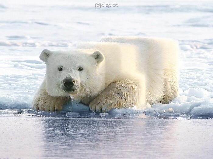 Artist Changes Animals To Be Shaped Like Cubes (24 New Pics) Artist Changes Animals To Be Shaped Like Cubes (24 New Pics)