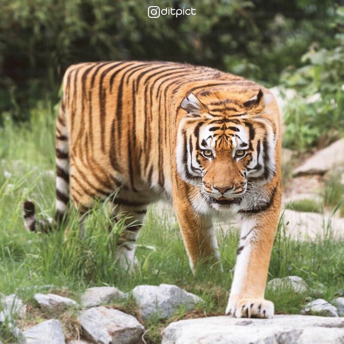 Artist Changes Animals To Be Shaped Like Cubes (24 New Pics) Artist Changes Animals To Be Shaped Like Cubes (24 New Pics)