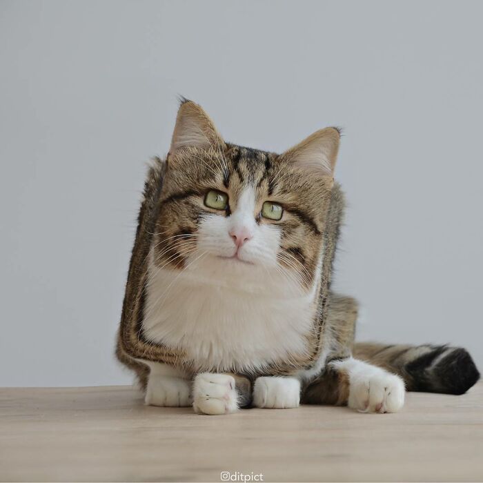 Artist Changes Animals To Be Shaped Like Cubes (24 New Pics) Artist Changes Animals To Be Shaped Like Cubes (24 New Pics)