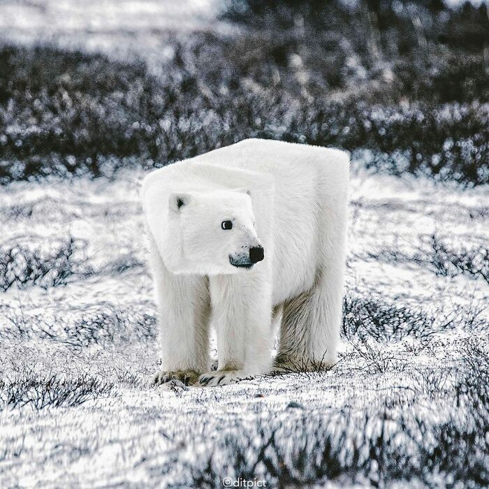 Artist Changes Animals To Be Shaped Like Cubes (24 New Pics) Artist Changes Animals To Be Shaped Like Cubes (24 New Pics)