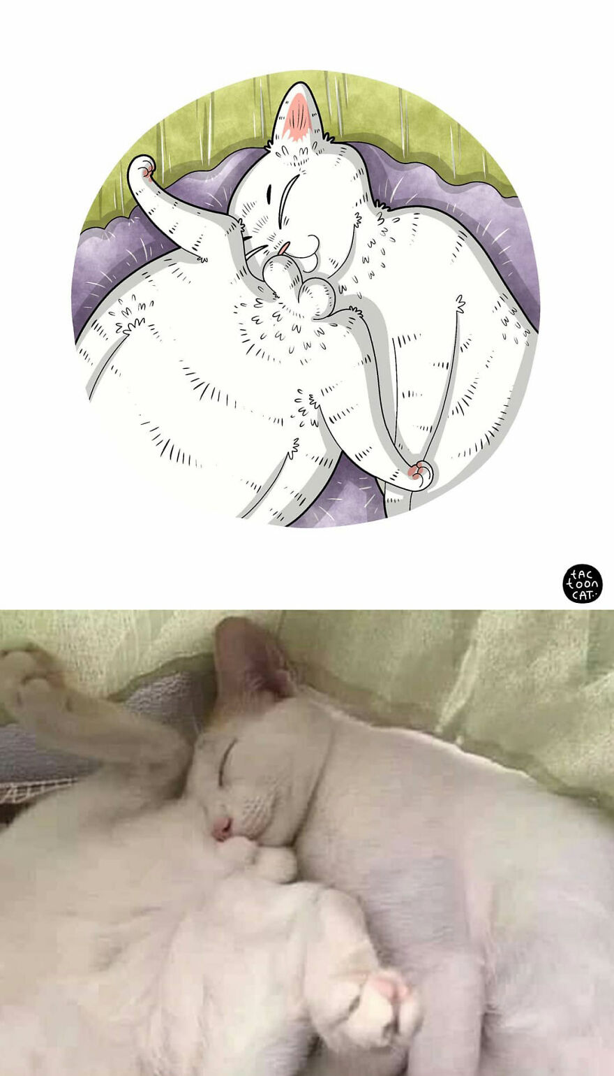 40 Of The Funniest Internet-Famous Cat Pics Get Illustrated By Tactooncat (New Pics) 40 Of The Funniest Internet-Famous Cat Pics Get Illustrated By Tactooncat (New Pics)