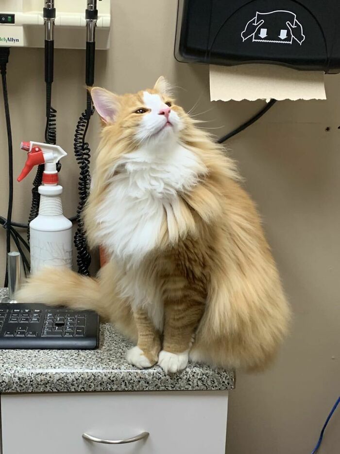 50 Times Vets Encountered The Cutest Pets At Work And Just Had To Take A Picture