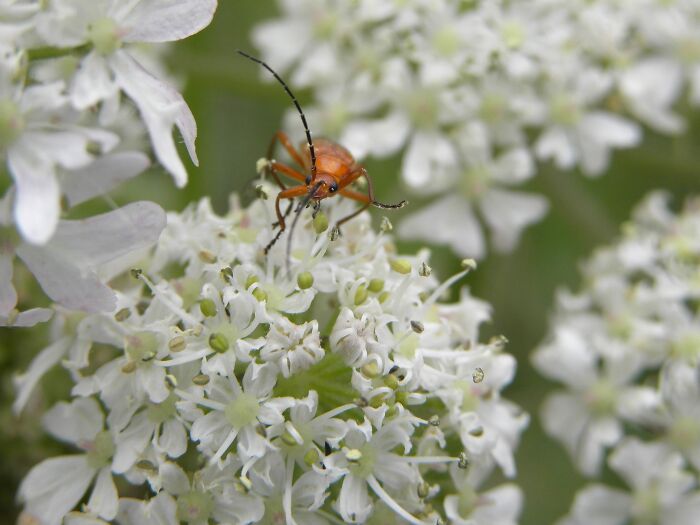 Hey Pandas, Post Your Best Macro Nature Shot (Closed)