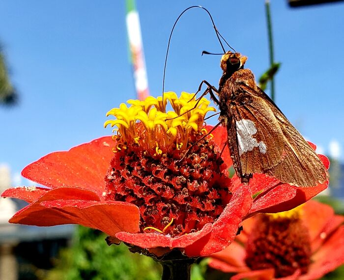 Hey Pandas, Post Your Best Macro Nature Shot (Closed)