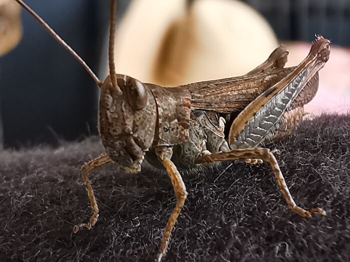 Hey Pandas, Post Your Best Macro Nature Shot (Closed)