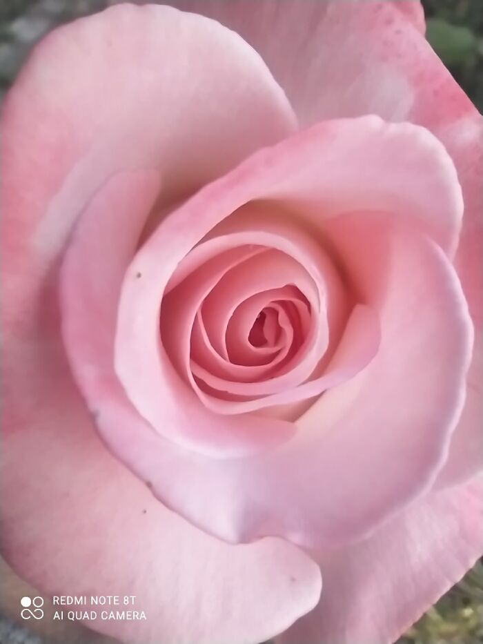 Hey Pandas, Post Your Best Macro Nature Shot (Closed)