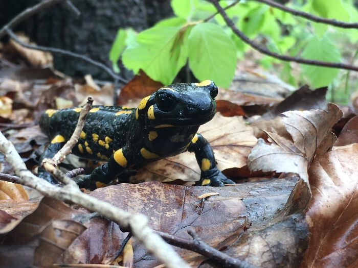 Hey Pandas, Post Your Best Macro Nature Shot (Closed)