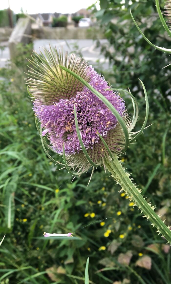 Hey Pandas, Post Your Best Macro Nature Shot (Closed)