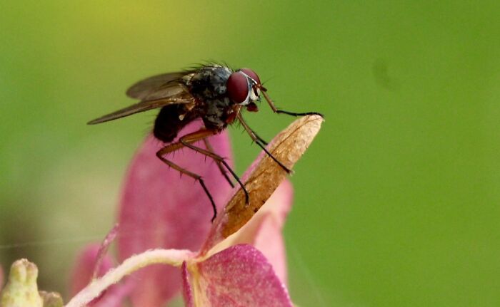 Hey Pandas, Post Your Best Macro Nature Shot (Closed)