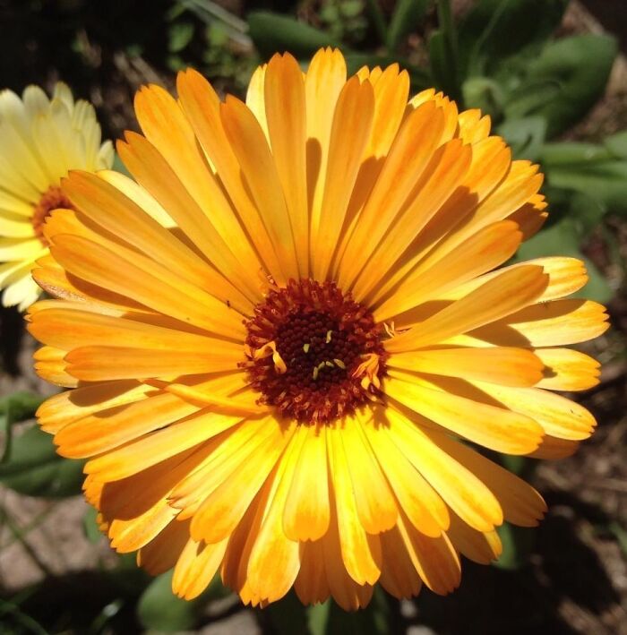 Hey Pandas, Post Your Best Macro Nature Shot (Closed)