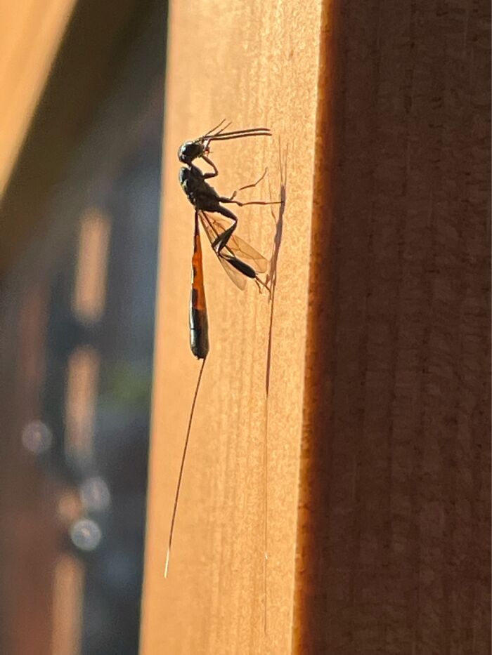 Hey Pandas, Post Your Best Macro Nature Shot (Closed)