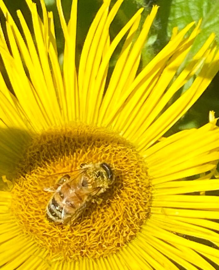 Hey Pandas, Post Your Best Macro Nature Shot (Closed)