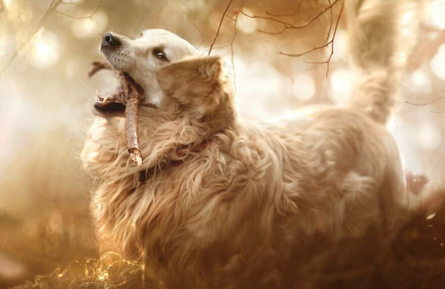 I Photograph Animals In Shades Of Brown (20 Pics) I Photograph Animals In Shades Of Brown (20 Pics)